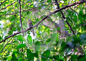 Blue-throated Flycatcher (Cyornis rubeculoides): Azure Elegance in Asian Woodlands