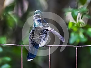Blue Throated Hummingbird Grooming Feathers