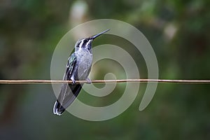 Blue Throated Hummingbird Perched on Copper Wire with Green Background