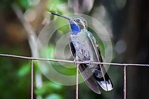 Blue Throated Hummingbird With Tongue Sticking Out