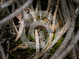 A blue throated keeled lizard resting between branches