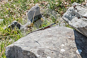 Blue-throated Keeled Lizard in Zagori area, Northern Greece