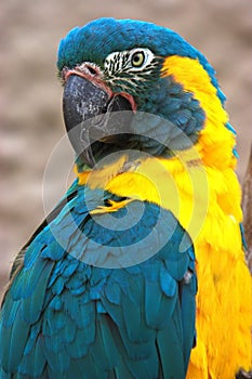 Blue throated macaw