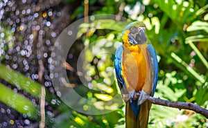 Blue-throated macaw photo