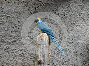 Blue-throated Macaw - Ara glaucogularis