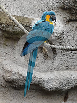 Blue-throated Macaw - Ara glaucogularis