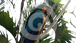 Blue Throated Macaw sitting on a dry branch in a tropical jungle. Ara glaucogularis. Medium Shot of a beautiful macaw