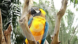 Blue Throated Macaw sitting on a dry branch in a tropical jungle. Ara glaucogularis. Medium Shot of a beautiful macaw