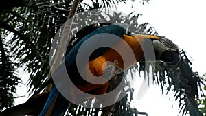 Blue Throated Macaw sitting on a dry branch in a tropical jungle. Ara glaucogularis. Medium Shot of a beautiful macaw