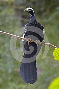 Blue-Throated Piping Guan, Pipile cumanensis