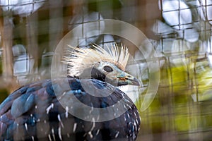 Blue-throated Piping Guan (Pipile cumanensis) Outdoors