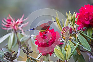 Blue-throated Sunbird feeding on a Rhododendron flower