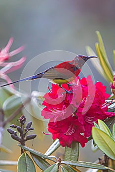 Blue-throated Sunbird feeding on a Rhododendron flower