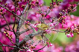 Blue-throated Sunbird with Sakura blossoms