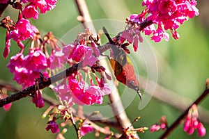 Blue-throated Sunbird with Sakura blossoms