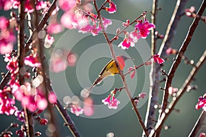 Blue-throated Sunbird with Sakura blossoms