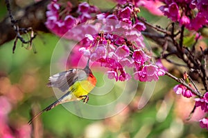 Blue-throated Sunbird with Sakura blossoms
