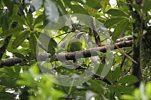 Blue-Throated Toucanet