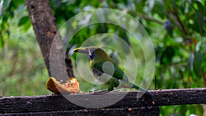 Blue-throated Toucanet ,Aulacorhynchus caeruleogularis caeruleogularis, adult on a branch visiting feeding station in photo