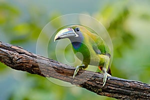 Blue-throated Toucanet, Aulacorhynchus caeruleogularis, green toucan in the nature habitat, mountains in Costa Rica. Wildlife