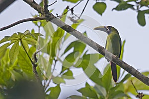 Blue-throated Toucanet, Aulacorhynchus caeruleogularis, perched on branch