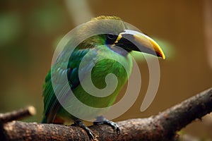 Blue-throated toucanet Aulacorhynchus caeruleogularis sitting on the branch with brown background