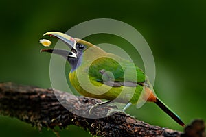 Blue-throated Toucanet, Aulacorhynchus prasinus, detail portrait of green toucan bird, nature habitat, Costa Rica. Beautiful bird