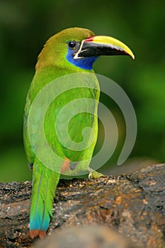 Blue-throated Toucanet, Aulacorhynchus prasinus, green toucan bird in the nature habitat, Costa Rica