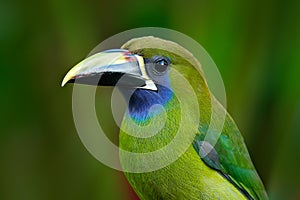 Blue-throated Toucanet, Aulacorhynchus prasinus, green toucan bird in the nature habitat, exotic animal in tropical forest, Costa