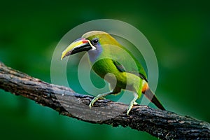 Blue-throated Toucanet, Aulacorhynchus prasinus, green toucan bird in the nature habitat, exotic animal in tropical forest, Mexico photo