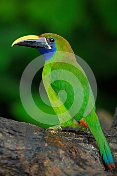 Blue-throated Toucanet, Aulacorhynchus prasinus, green toucan bird in the nature habitat, exotic animal in tropical forest, Panama