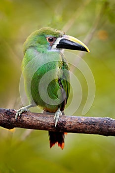 Blue-throated Toucanet, Aulacorhynchus prasinus, green toucan in the nature habitat, Colombia