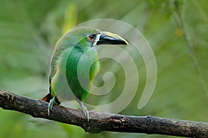 Blue-throated Toucanet, Aulacorhynchus prasinus, green toucan in the nature habitat, Colombia