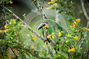 Blue-throated Toucanet, green toucan in the nature habitat, exotic animal in tropical forest, Colombia. Wildlife scene from nature