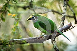 Blue-throated Toucanet, green toucan in the nature habitat, exotic animal in tropical forest, Colombia. Wildlife scene from nature