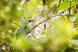 Blue-throated Toucanet, green toucan in the nature habitat, exotic animal in tropical forest, Colombia. Wildlife scene from nature