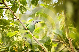 Blue-throated Toucanet, green toucan in the nature habitat, exotic animal in tropical forest, Colombia. Wildlife scene from nature