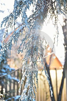Blue thuja tree covered with snow and ice. Sun shining through bending branches.