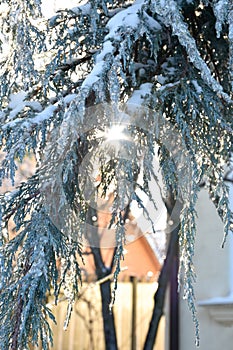 Blue thuja tree covered with snow and ice. Sun shining through bending branches.