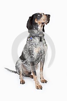 Blue Tick Coon Hound