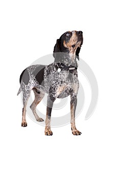 Blue Tick Coon Hound Looking Up