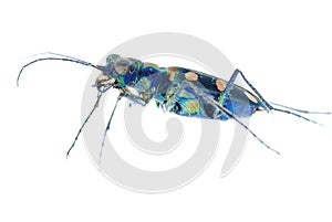 Blue tiger beetle