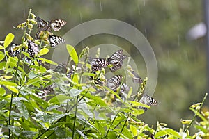 Blue tiger Butterflies in Anuradhapura Mihinthale Sri Lanka