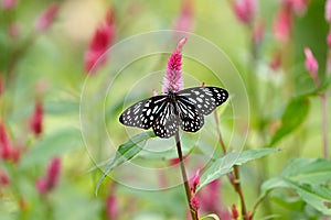 Blue tiger butterfly on cockscomb flower with green blurred background