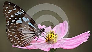 Blue tiger butterfly is collecting nectar and helps to pollination