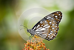 Blue tiger butterfly on green background