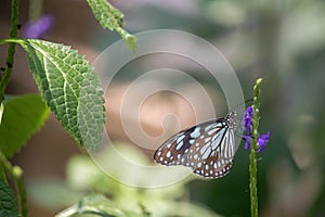 Blue tiger butterfly insect sitting on a leaf on a plant in a garden