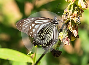 Blue Tiger Butterfly in Kerala