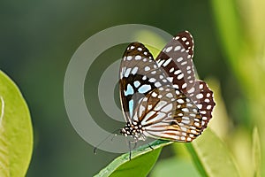 Blue Tiger butterfly Tirumala limniace