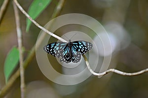 Blue Tiger butterfly